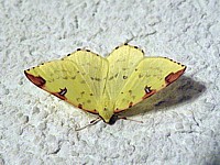 Citronnelle rouillée, opisthograptis luteolata