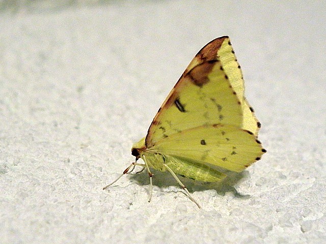 Citronnelle rouille, opisthograptis luteolata