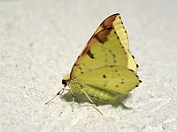 Citronnelle rouillée