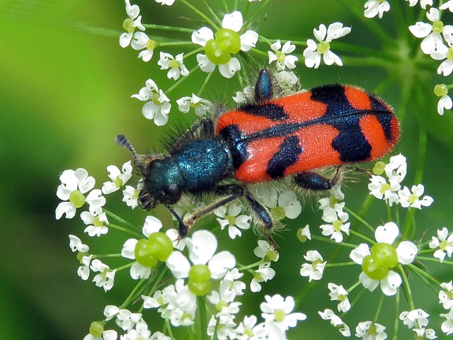 Clairon, trichodes alvearius