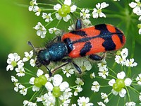 clairon, trichodes alvearius