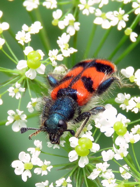 Clairon, trichodes alvearius