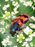 clairon, trichodes alvearius
