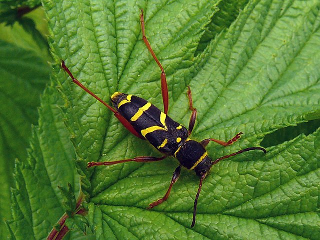 Clyte, clytus arietis