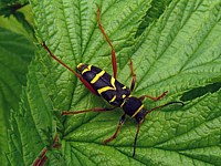 clyte bélier, clytus arietis