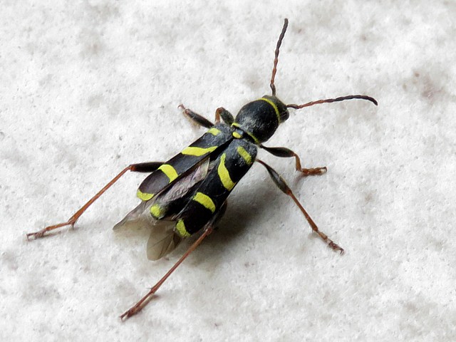 Clyte bélier, clytus arietis