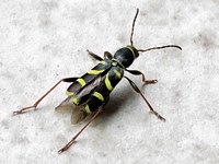 clyte bélier, clytus arietis
