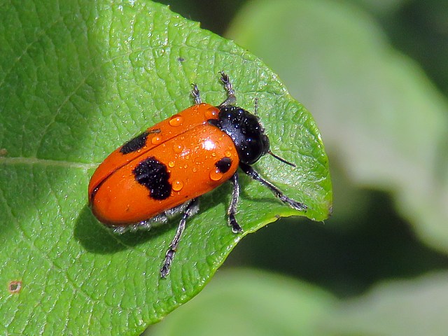 Clytre, clytra laeviuscula