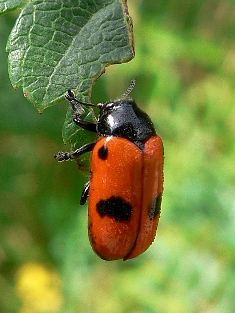Clytre, clytra laeviuscula