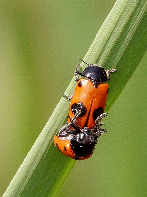 Clytre, clytra laeviuscula