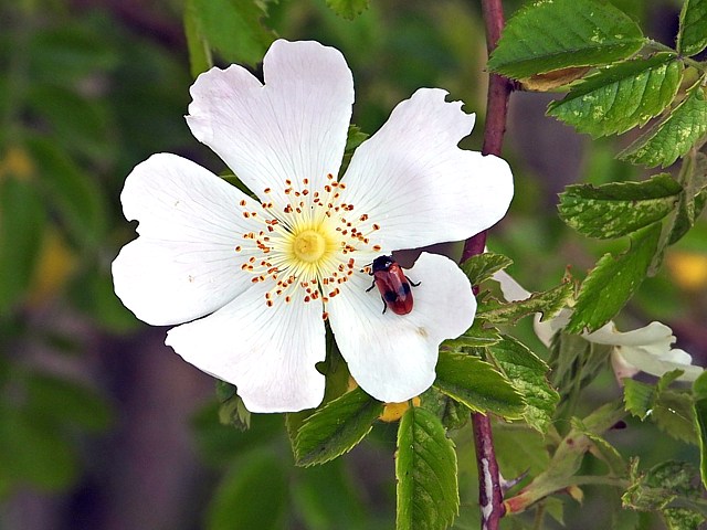 Clytre sur une glantine