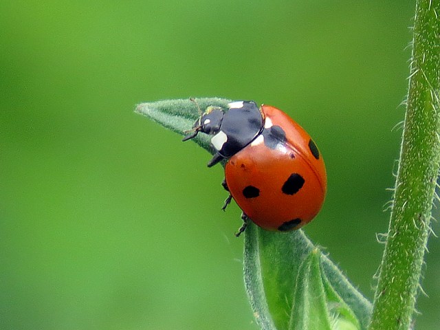 Coccinelle  7 points, coccinella septempunctata