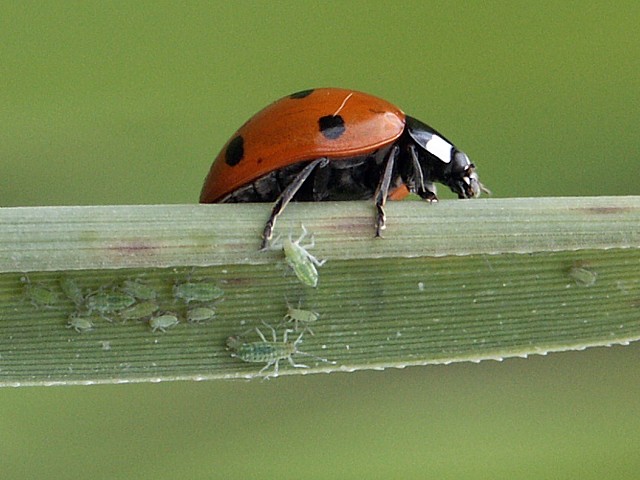coccinelle et pucerons