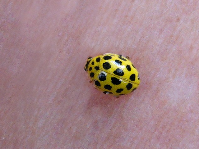 Coccinelle  22 points, psyllobora vigintiduopunctata