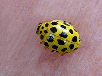 criocère du lys, lilioceris lilii