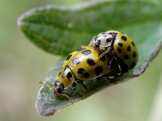 Coccinelle à 22 points, psyllobora vigintiduopunctata