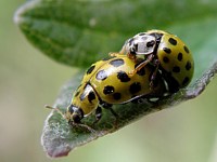 criocère du lys, lilioceris lilii
