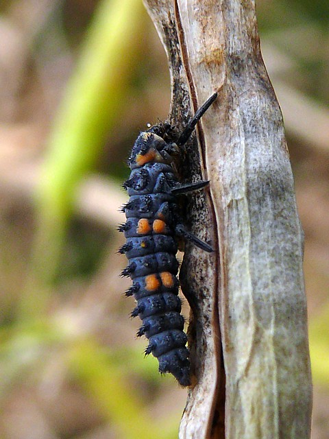 Larve de coccinelle