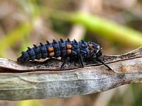 larve de coccinelle