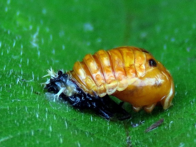 Jeune coccinelle