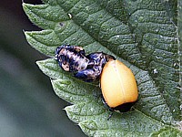 Naissance d'une coccinelle