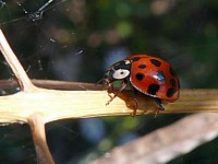 coccinelle asiatique, harmonia axyridis
