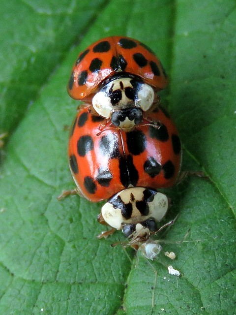 Coccinelles asiatiques