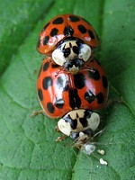 coccinelles asiatiques, harmonia axyridis