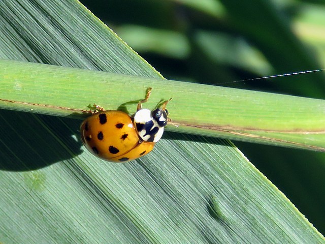 Coccinelle asiatique, harmonia axyridis