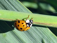 coccinelle asiatique jaune, harmonia axyridis