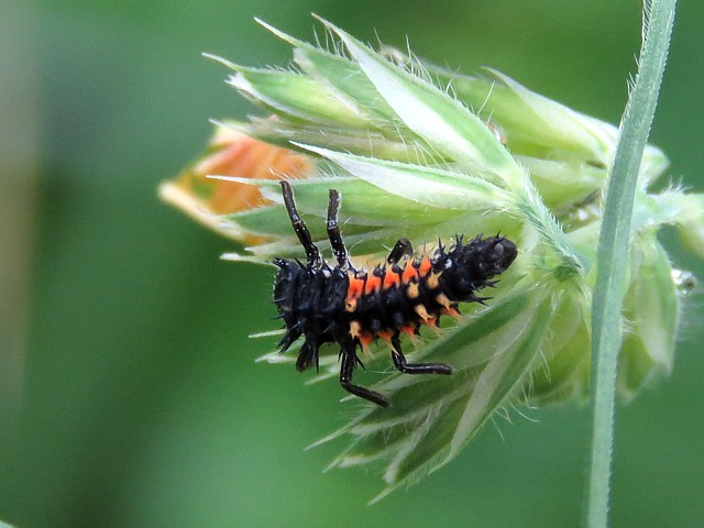Larve de coccinelle asiatique