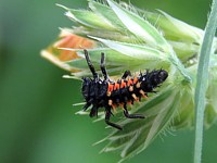 larve de coccinelle asiatique, harmonia axyridis