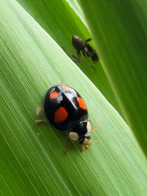 Coccinelles asiatiques