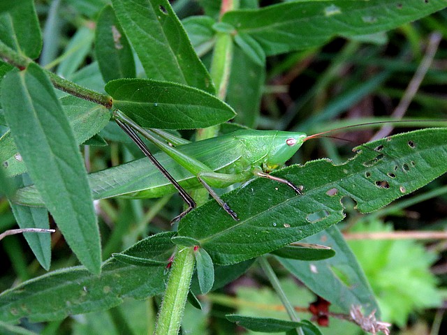 Conocphale gracieux, ruspolia nitidula