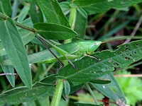 Conocéphale gracieux, ruspolia nitidula