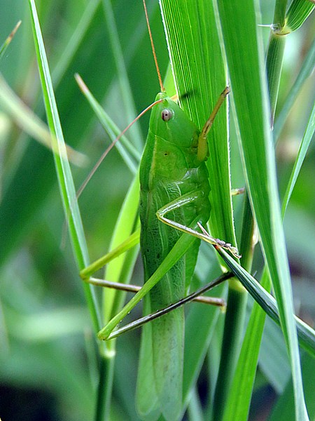 Criquet ensanglant, stethophyma grossum