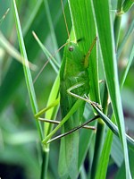 Conocéphale gracieux, ruspolia nitidula