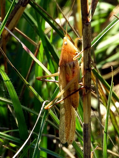 Conocphale gracieux, ruspolia nitidula