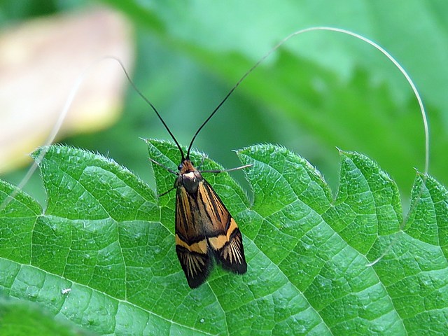 Coquille d'or, nemophora degeerella