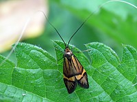 Coquille d'or, nemophora degeerella
