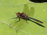 Cordulie bronzée, cordulia aenea