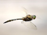 Cordulie bronzée en vol
