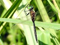 Cordulie à taches jaunes, somatochlora flavomaculata
