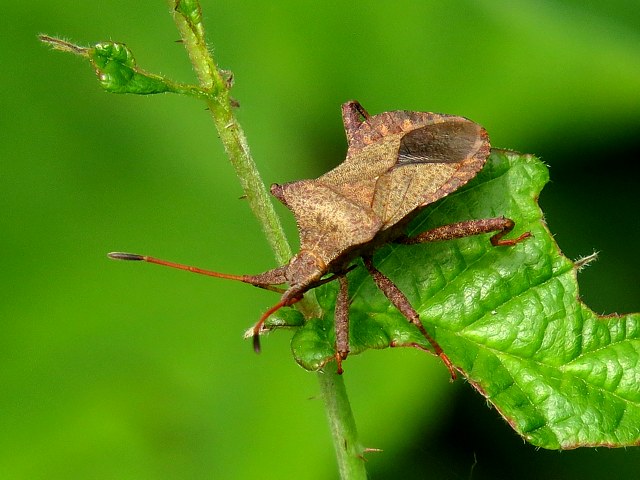 Punaise brune, coreus marginatus