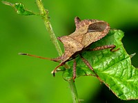 Corée marginée, coreus marginatus