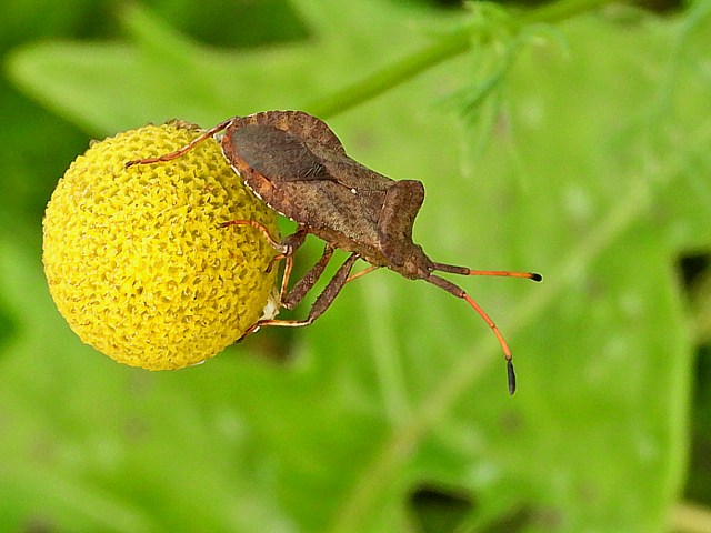 Punaise brune, coreus marginatus