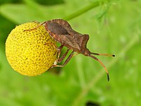 Punaise brune, corée marginée