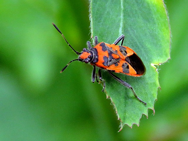 Bug de cannelle, corizus hyoscyami