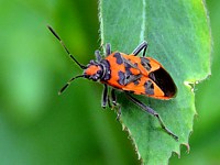 Bug de cannelle, corizus hyoscyami