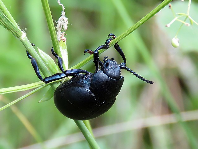Crache-sang, timarcha tenebricosa